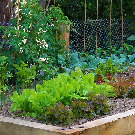 B&borgo 住宿加早餐酒店 阿斯科纳